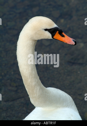 Höckerschwan im Fluss Camel Little Petherick Cornwall Stockfoto