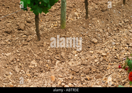 Ein Detail des Bodens am Chateau La Fleur Petrus (Lafleur), mehr Kies in den Ton im Vergleich zu Petrus auf der anderen Straßenseite Pomerol Stockfoto