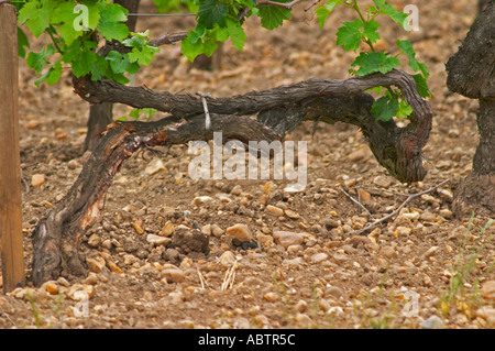 Ein Detail des Bodens am Chateau Lafleur (la Fleur), Kieselsteine mehr und weniger Ton im Vergleich zu Petrus oder Lafleur Petrus auf der anderen Straßenseite, eine sehr alte Rebe mit seltsam geformten knorrigen Äste, Merlot Pomerol Bordeaux Gironde Aquitaine Frankreich Stockfoto