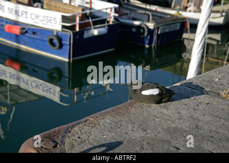 BLACK GUILLEMOT Cepphus grylle Stockfoto