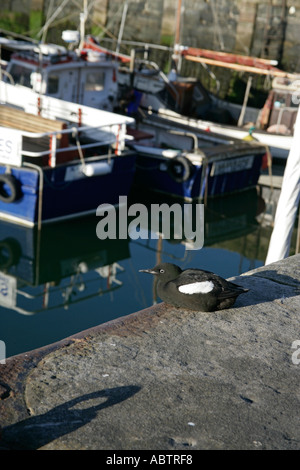 BLACK GUILLEMOT Cepphus grylle Stockfoto