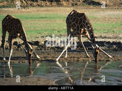 Netzartige Giraffe trinken an den Uaso Nyiro River Samburu National Reserve Kenia in Ostafrika Stockfoto