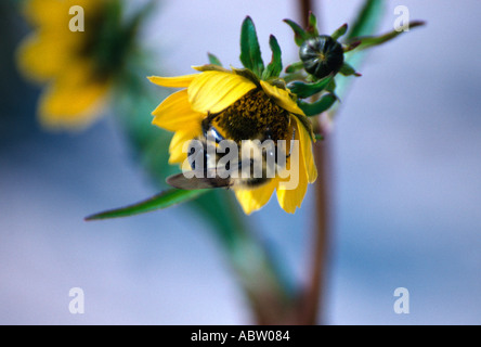 Hummel auf kleinen Wald Sonnenblume Stockfoto