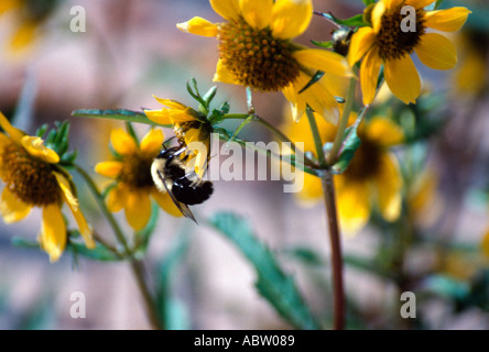 Hummel auf kleinen Wald Sonnenblume Stockfoto