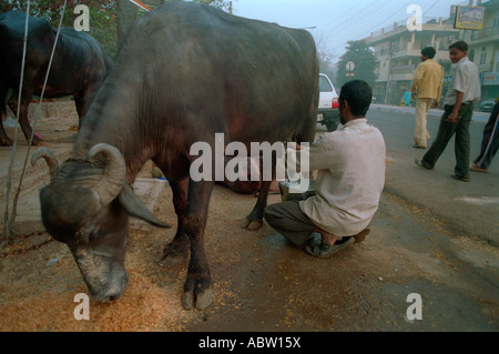 Melken einer Kuh auf den Straßen von Delhi, Indien Stockfoto