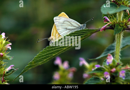 Grün geädert weißer Schmetterling Pieris Napi zwei auf große Weidenblatt Kraut Stockfoto