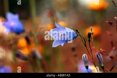 Glockenblume oder schottische Glockenblume Campanula Rotundifolia inmitten der wilden Wiese Stockfoto