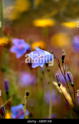 Glockenblume oder schottische Glockenblume Campanula Rotundifolia inmitten der wilden Wiese Stockfoto