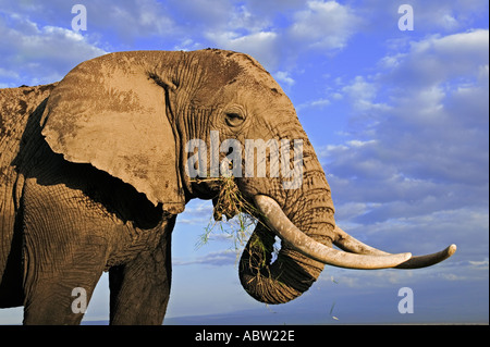 Afrikanischer Elefant Loxodonta Africana Elefantenbulle mit großen Stoßzähne Amboseli Nationalpark Kenia Dist Sub-Sahara-Afrika Stockfoto