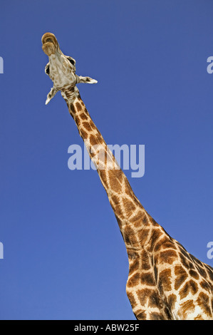 Südlichen Giraffe Giraffa Giraffe Giraffa Männchen kann 18 Fuß oder 5 4 Meter in der Höhe Afrika Stockfoto