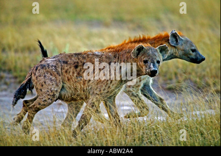 Zerbeissen Crocuta Crocuta zwei zerbeissen gesichtet, laufen und auf der Jagd Amboseli Nationalpark Kenia Dist in ganz Afrika Stockfoto