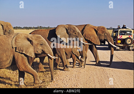 Tourismus-Tour-Fahrzeug mit Elefanten Amboseli-Nationalpark Kenia Stockfoto