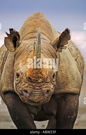 Black Rhinoceros Diceros Bicornis Porträt von Erwachsenen Stier Lake Nakuru Nationalpark Kenia Stockfoto