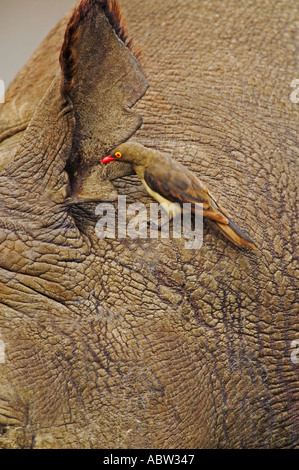 Black Rhinoceros Diceros Bicornis Erwachsenen Stier mit Redbilled Oxpeckers auf der Suche nach Parasiten auf Rhino s Haut Kenia Stockfoto