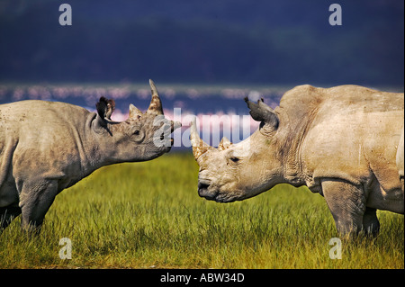 Weiße und schwarze Nashorn zusammen Ceratotherium Simum Diceros Bicornis Lake Nakuru Nationalpark Kenia Stockfoto