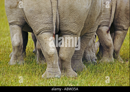 White Rhino Ceratotherium Simum Rückansicht Lake Nakuru Nationalpark Kenia Dist lokalisiert Süd und Ost-Afrika Stockfoto