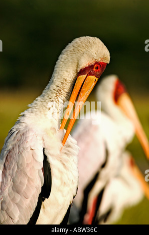 Yellowbilled Storch Mycteria Ibis putzen Lake Nakuru Nationalpark Kenia Dist Afrika Stockfoto