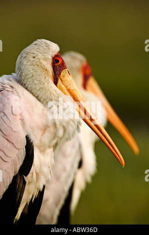 Yellowbilled Storch Mycteria Ibis putzen Lake Nakuru Nationalpark Kenia Dist Afrika Stockfoto