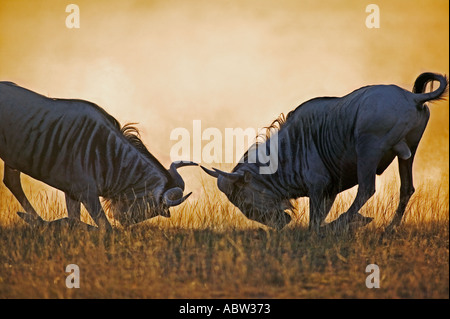 Blaue Gnus Connochaetes Taurinus Brunfft Bullen kämpfen um die Vorherrschaft in Amboseli-Nationalpark Kenia Stockfoto