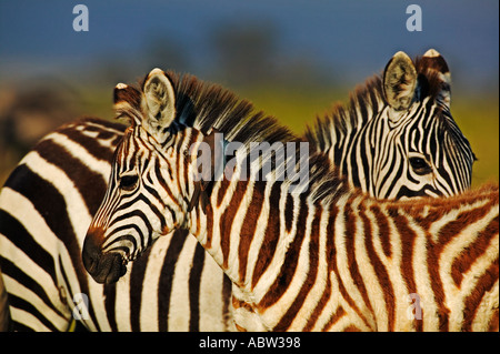 Burchells Zebra Equus Burchelli mit Redbilled Oxpeckers, die Tier gegen Zecken und Parasiten Amboseli National Park wüstenartigen Kamm Stockfoto
