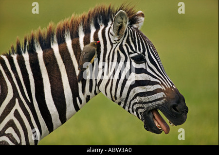 Burchells Zebra Equus Burchelli mit Redbilled Oxpeckers, die Tier gegen Zecken und Parasiten Amboseli National Park wüstenartigen Kamm Stockfoto