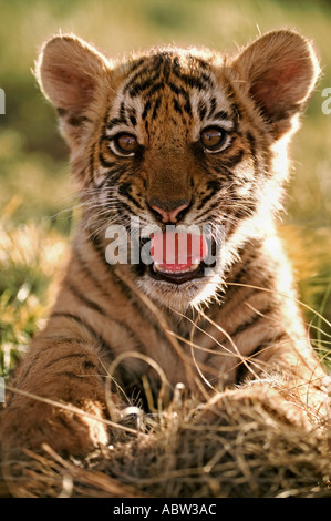 Panthera Tigris zwei Monate alten Tigerbabys Dist Asien aber in viel ihres Verbreitungsgebietes ausgestorben Stockfoto