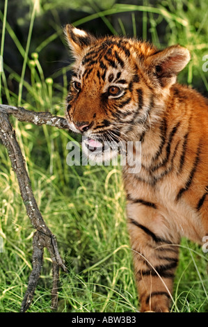 Panthera Tigris zwei Monate alten Tigerbabys Dist Asien aber in viel ihres Verbreitungsgebietes ausgestorben Stockfoto