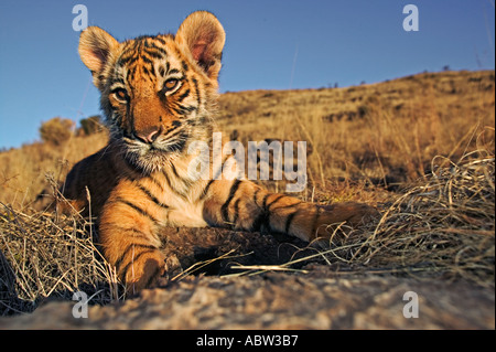 Panthera Tigris zwei Monate alten Tigerbabys Dist Asien aber in viel ihres Verbreitungsgebietes ausgestorben Stockfoto