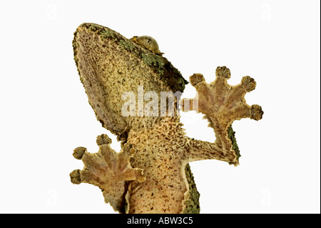 Fransen Gecko Uroplatus Henkeli Ansicht von unten zeigt speziell angepasste Füße Dist-Madagaskar Stockfoto
