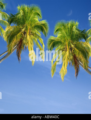 JM - tropischen Szene: Reisen Konzept Stockfoto