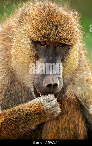 Gelbe Pavian Papio Cynocephalus Porträt von männlichen Amboseli Nationalpark Kenia Dist Mittel- und Ost-Afrika Stockfoto