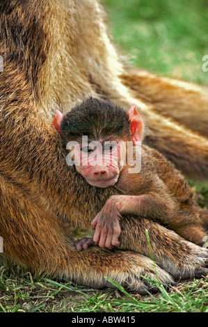 Gelbe Pavian Papio Cynocephalus Neugeborenen Säugling Amboseli Nationalpark Kenia Dist Mittel- und Ost-Afrika Stockfoto