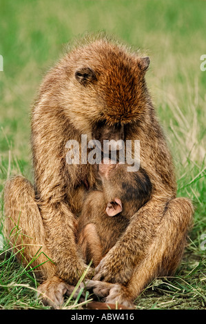 Gelbe Pavian Papio Cynocephalus Kleinkind Amboseli Nationalpark Kenia Dist zentrale und Ostafrika Stockfoto