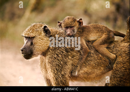 Gelbe Pavian Papio Cynocephalus, die Babys zuerst an der Brust ihrer Mütter aber später Klammern Reiten Jockey Stil Amboseli National Stockfoto