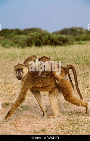 Gelbe Pavian Papio Cynocephalus, die Babys zuerst an der Brust ihrer Mütter aber später Klammern Reiten Jockey Stil Amboseli National Stockfoto