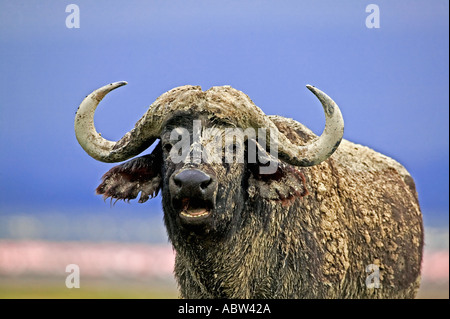Kaffernbüffel Syncerus Caffer Porträt des alten Stier bedeckt im Schlamm Lake Nakuru Nationalpark Kenia Dist Sub-Sahara-Afrika Stockfoto