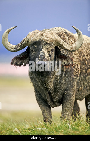 Kaffernbüffel Syncerus Caffer Porträt des alten Stier bedeckt im Schlamm Lake Nakuru Nationalpark Kenia Dist Sub-Sahara-Afrika Stockfoto