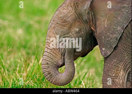 Afrikanischer Elefant Loxodonta Africana jungen Kalb Amboseli Nationalpark Kenia Dist Sub-Sahara-Afrika Stockfoto