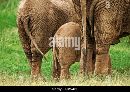 Afrikanischer Elefant Loxodonta Africana jungen Kalb mit Erwachsenen Amboseli Nationalpark Kenia Dist Sub-Sahara-Afrika Stockfoto