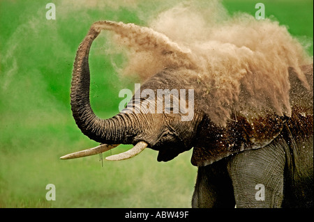 Afrikanischer Elefant Loxodonta Africana Staub baden Amboseli Nationalpark Kenia Dist Sub-Sahara-Afrika Stockfoto