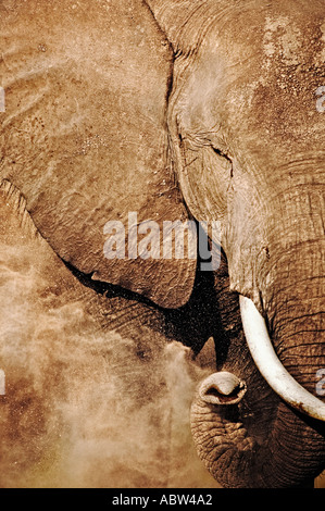 Afrikanischer Elefant Loxodonta Africana Staub baden Amboseli Nationalpark Kenia Dist Sub-Sahara-Afrika Stockfoto