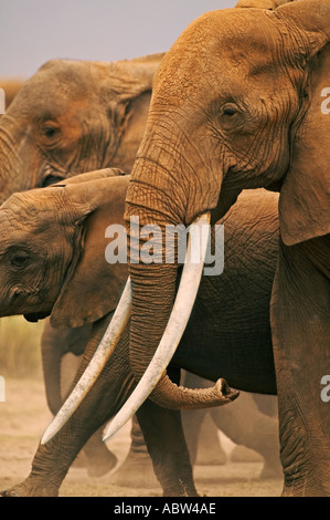 Afrikanischer Elefant Loxodonta Africana Kuh mit außergewöhnlich lange Stoßzähne Amboseli Park Kenia Stockfoto