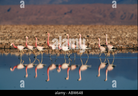 Anden-Flamingos im Wasser / Phoenicopterus Andinus Stockfoto