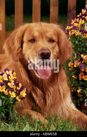 Golden Retriever Hund zwischen Blumen Stockfoto