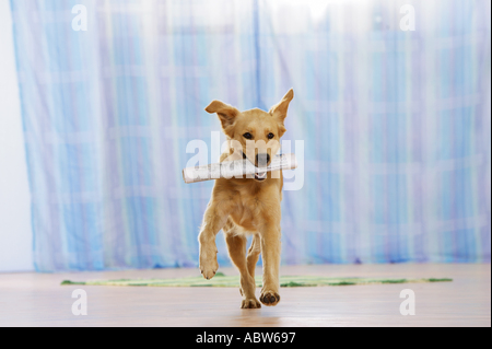 Golden Retriever ruft Hund - Zeitung Stockfoto