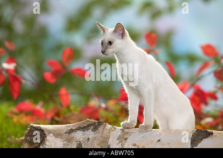 Balinesen. Weiße Katze stehend auf birkenstamm Stockfoto