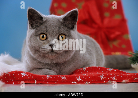 Weihnachten: Kartäuser Katze in Weihnachtsdekoration Stockfoto