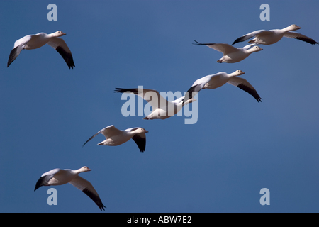 Schneegänse - fliegen / Anser Caerulescens Stockfoto