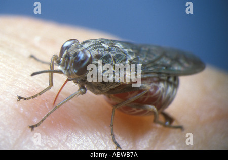 Tsetse-Fliege auf die menschliche Ernährung Stockfoto