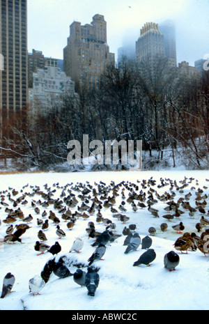 Vögel bevölkern einen gefrorenen See im New Yorker Central Park. Stockfoto